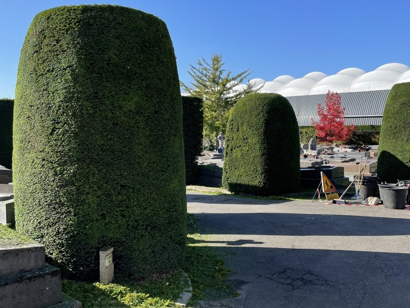 Taille de haies d'arbustes